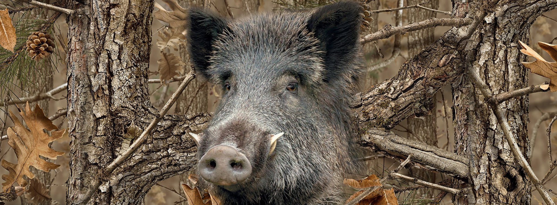 Chasse aux sangliers en France: regulation et la verite - Hillman